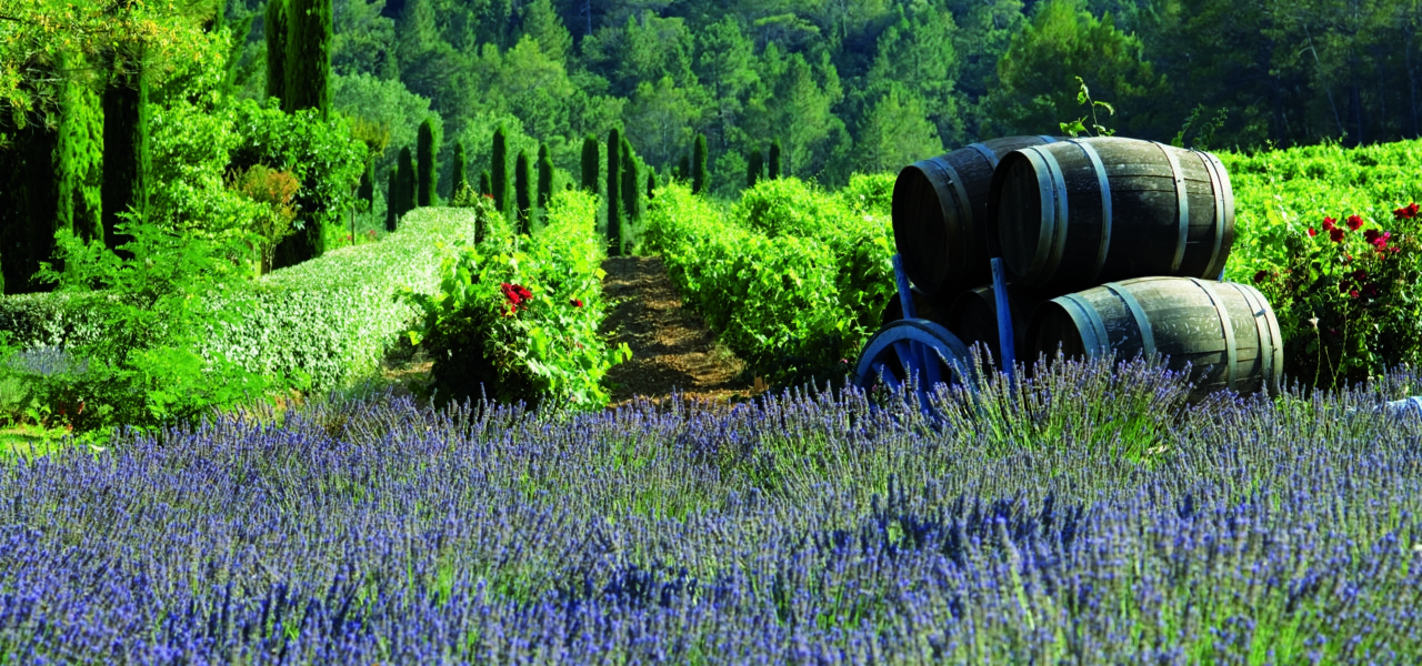 The vineyards of the Château de Berne